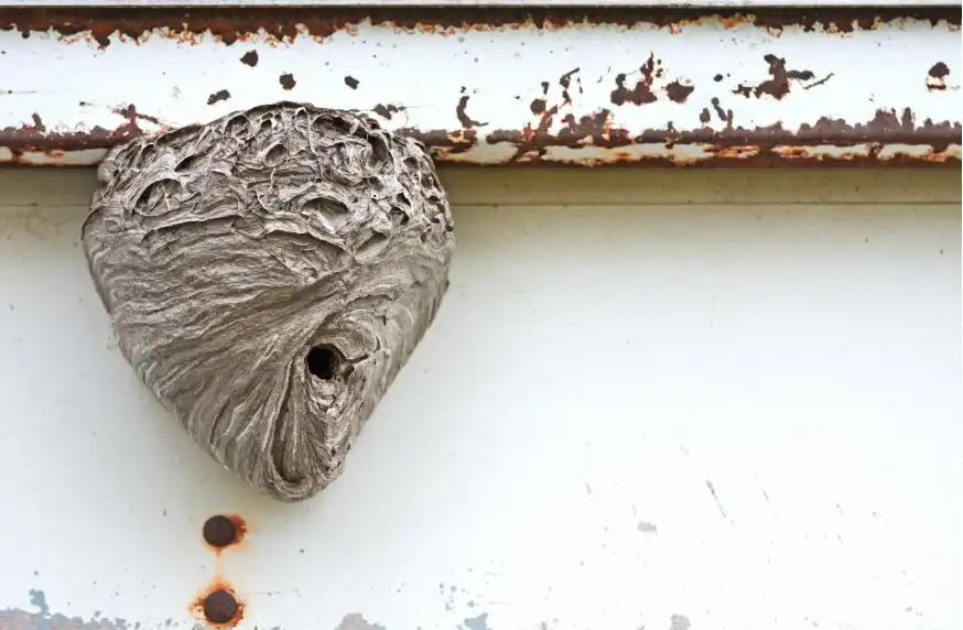 Destruction nid de guêpes ou frelons : gratuit ou payant, qui appeler en 2025 ?