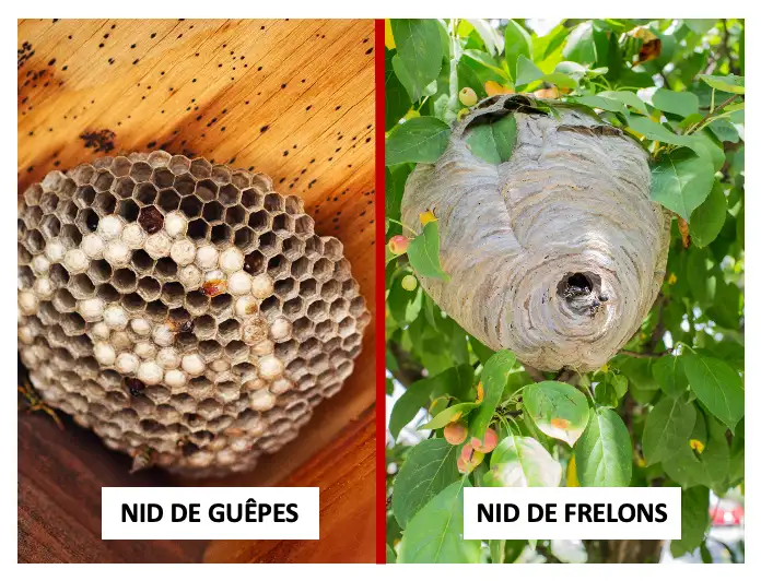 différence entre un nid de guêpes et frelons