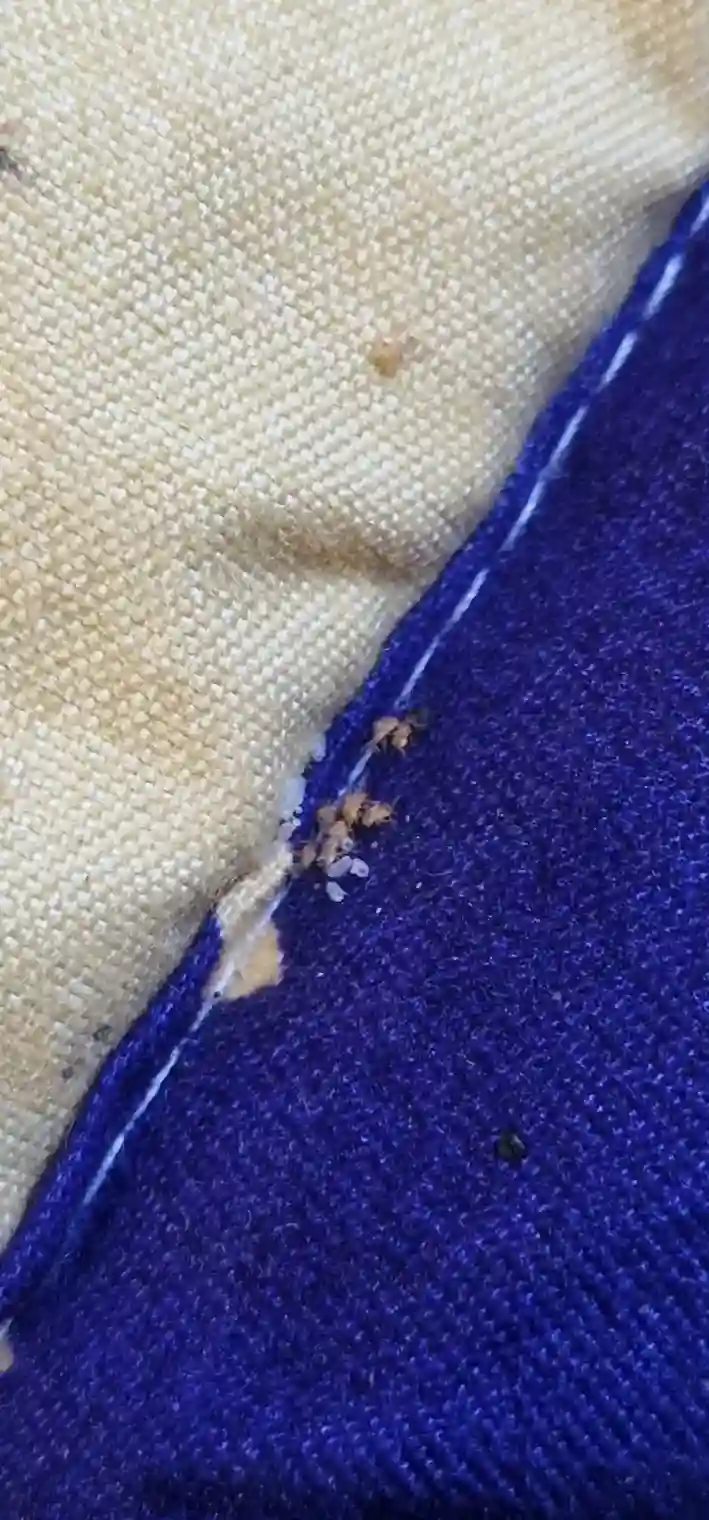 Déjections de punaises de lit sur couture de matelas