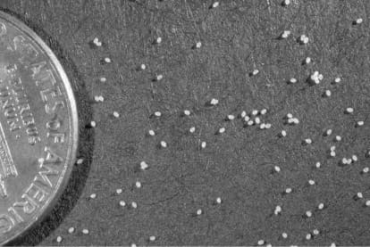 Photo oeufs de mites alimentaires