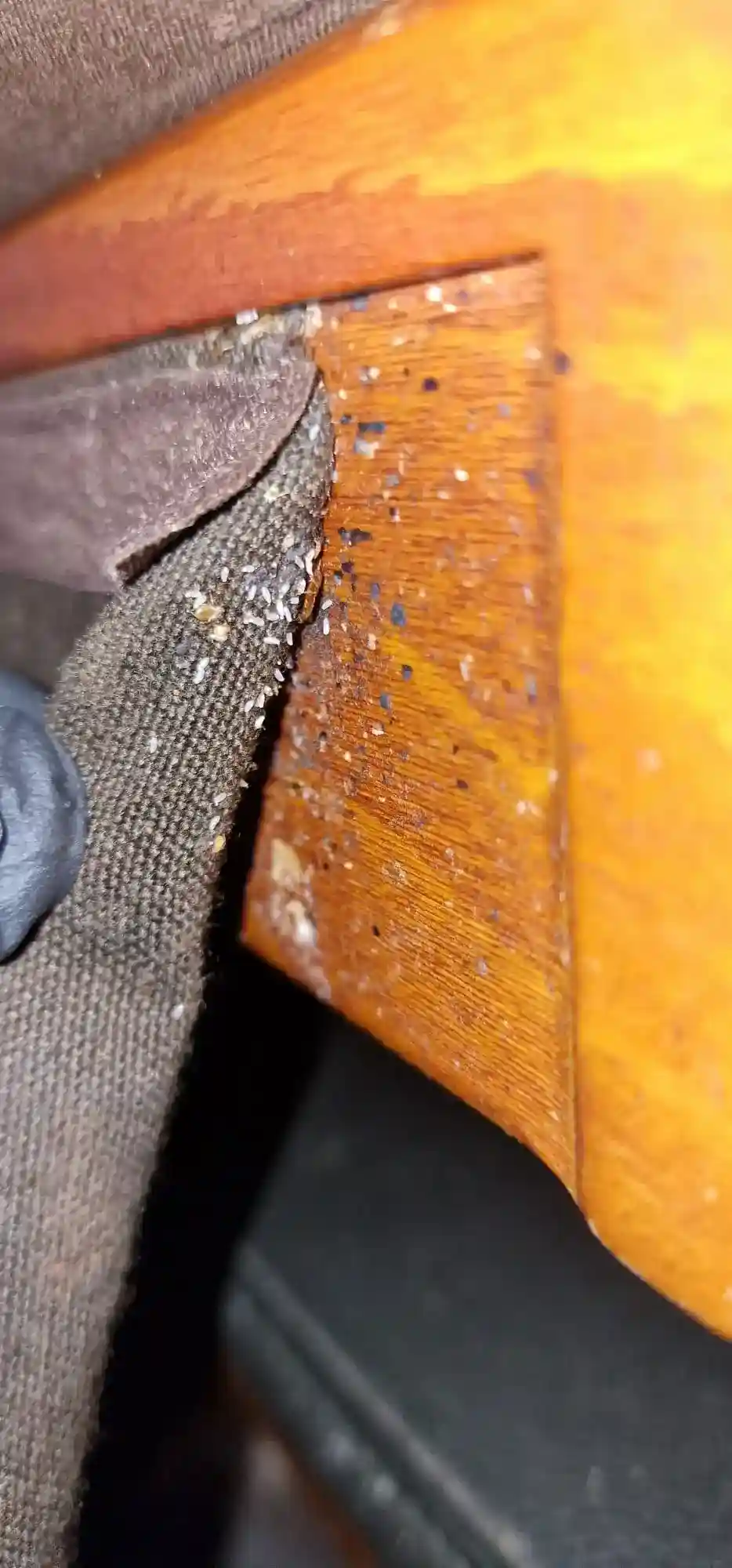 Œufs de punaises de lit dissimulés derrière le tissu d'un canapé