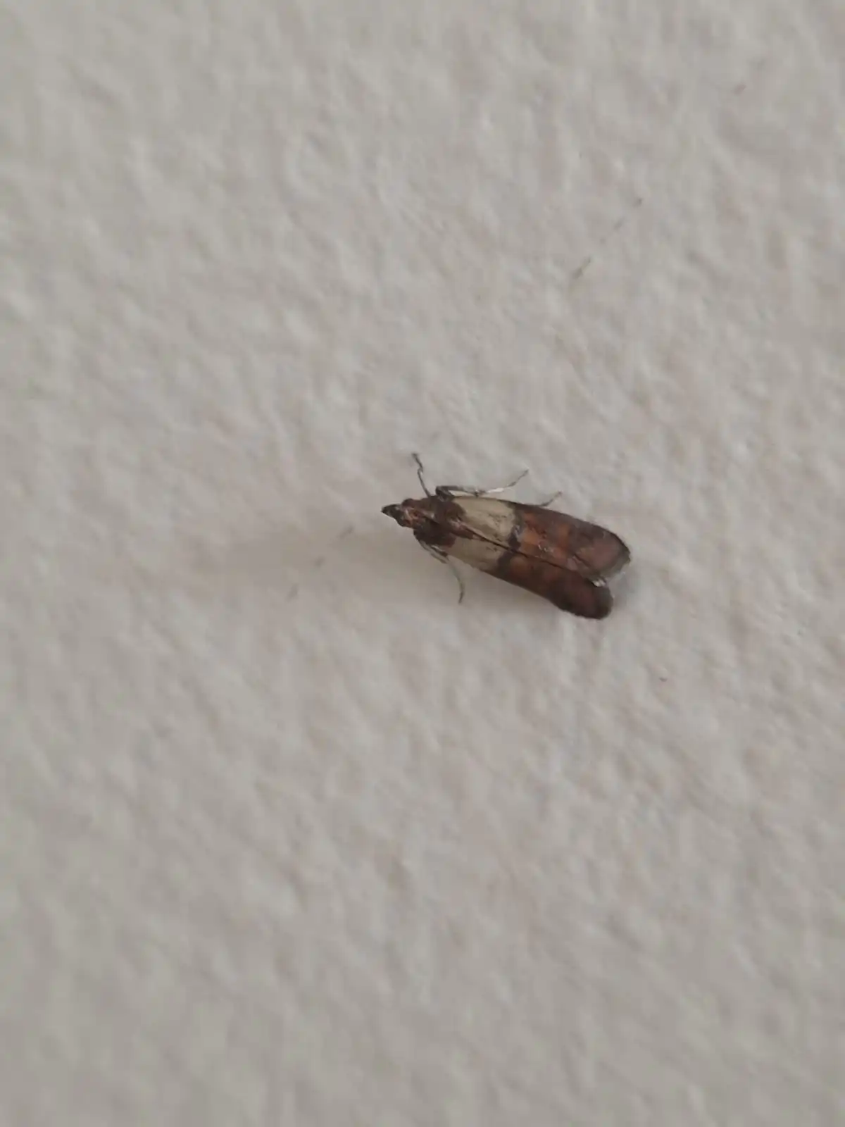 Photo mite alimentaire