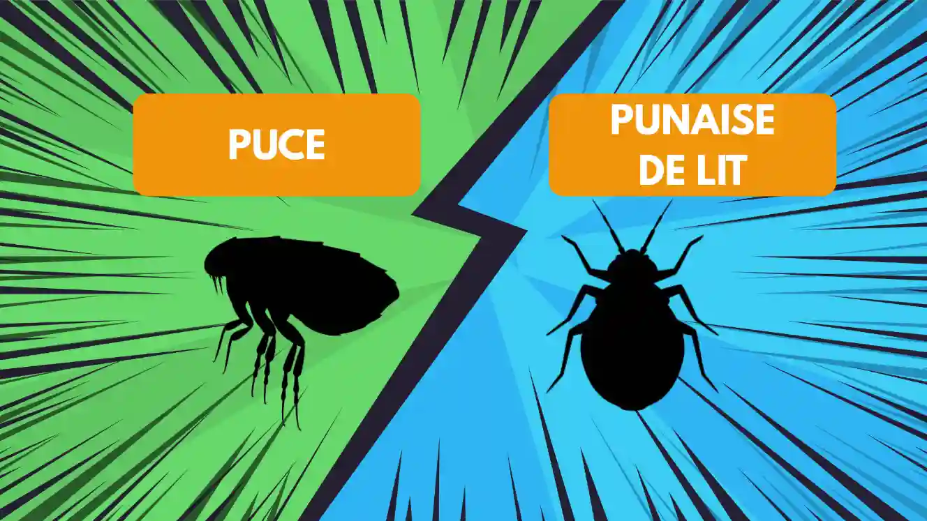 Différence entre les puces et les punaises de lit : comment les reconnaître ?