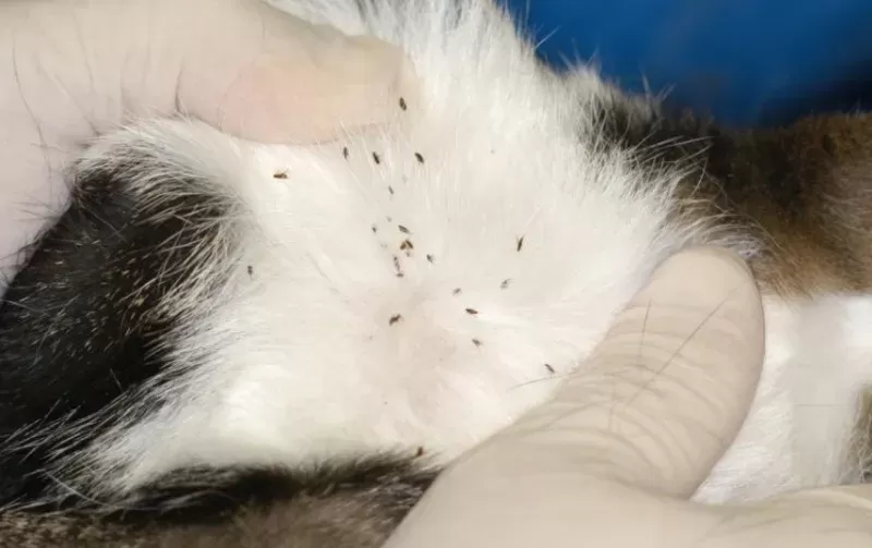Photo d'un chat infesté de puces lors d'une intervention