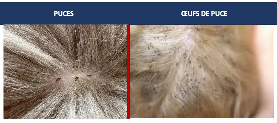 Œufs et puces adultes sur pelage animal à Villefranche-sur-Saône