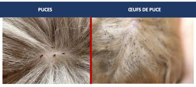 Puces et pontes observées sur animal colonisé