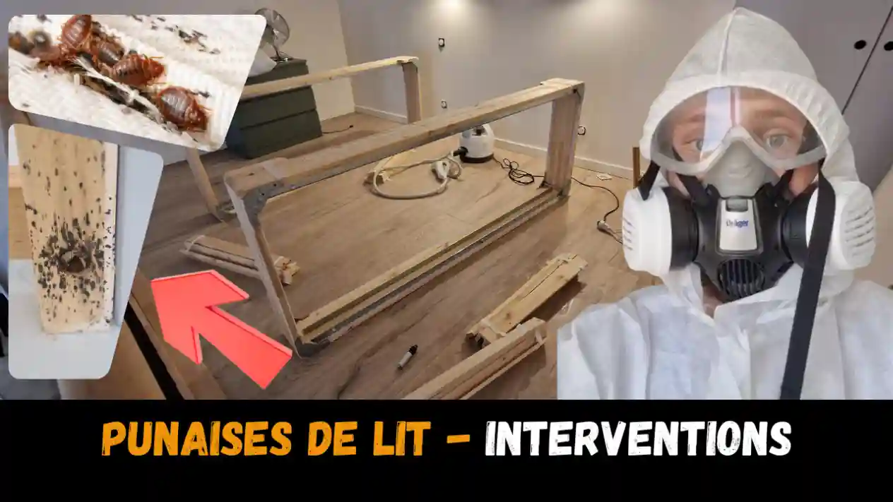 Intervention punaises de lit hôtel – Lyon