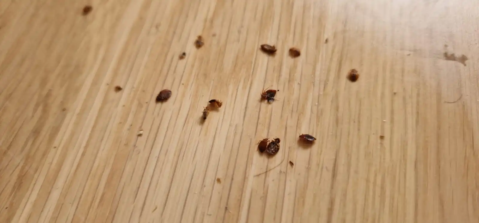 Punaises de lit mortes