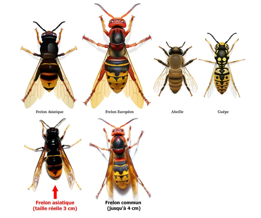 Reconnaître les frelons asiatiques