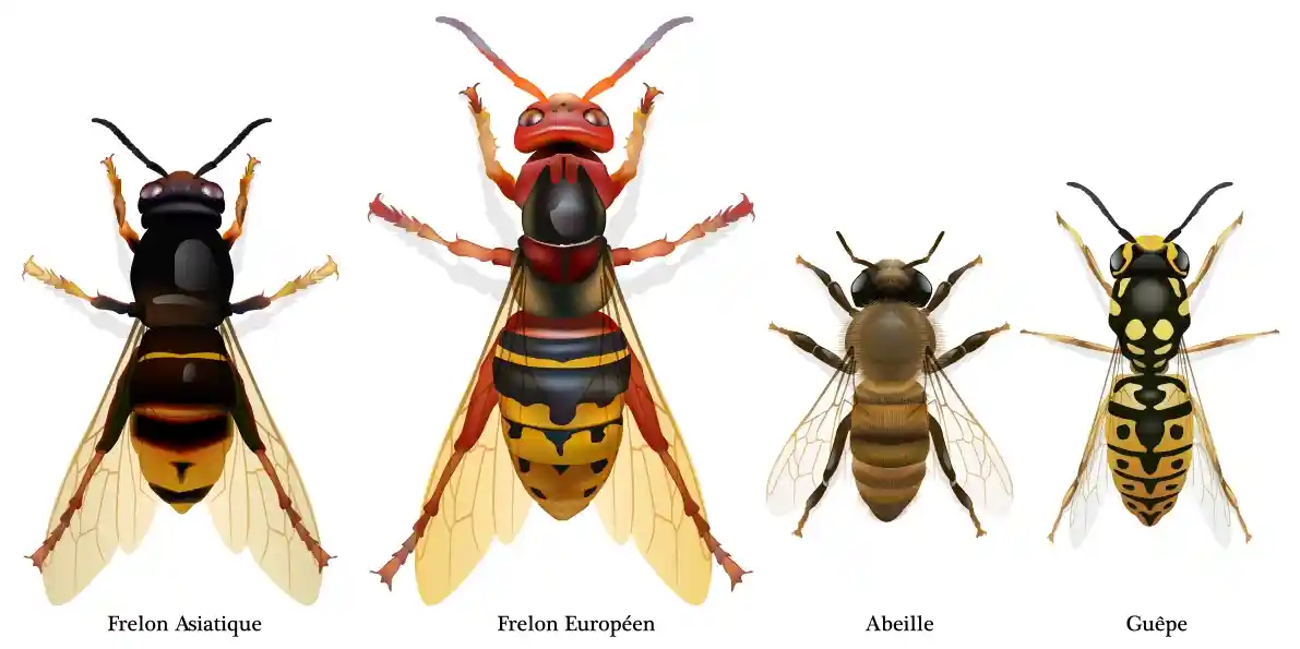 Guide visuel comparatif des différentes espèces de guêpes et frelons