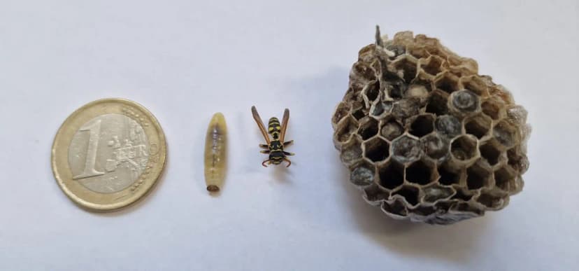 Taille d'une guêpe et d'un nid de guêpes
