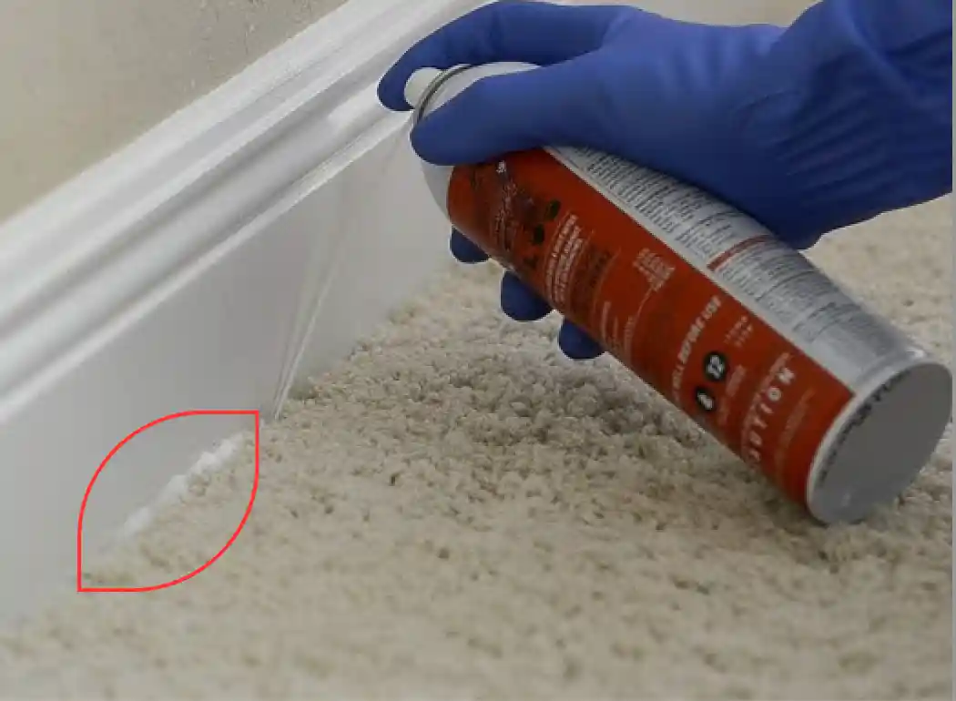 Application de la terre de diatomée en spray le long des plinthes pour bloquer le passage des punaises de lit