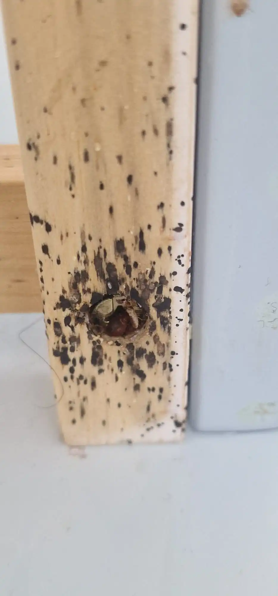 Punaises de lit sur matelas