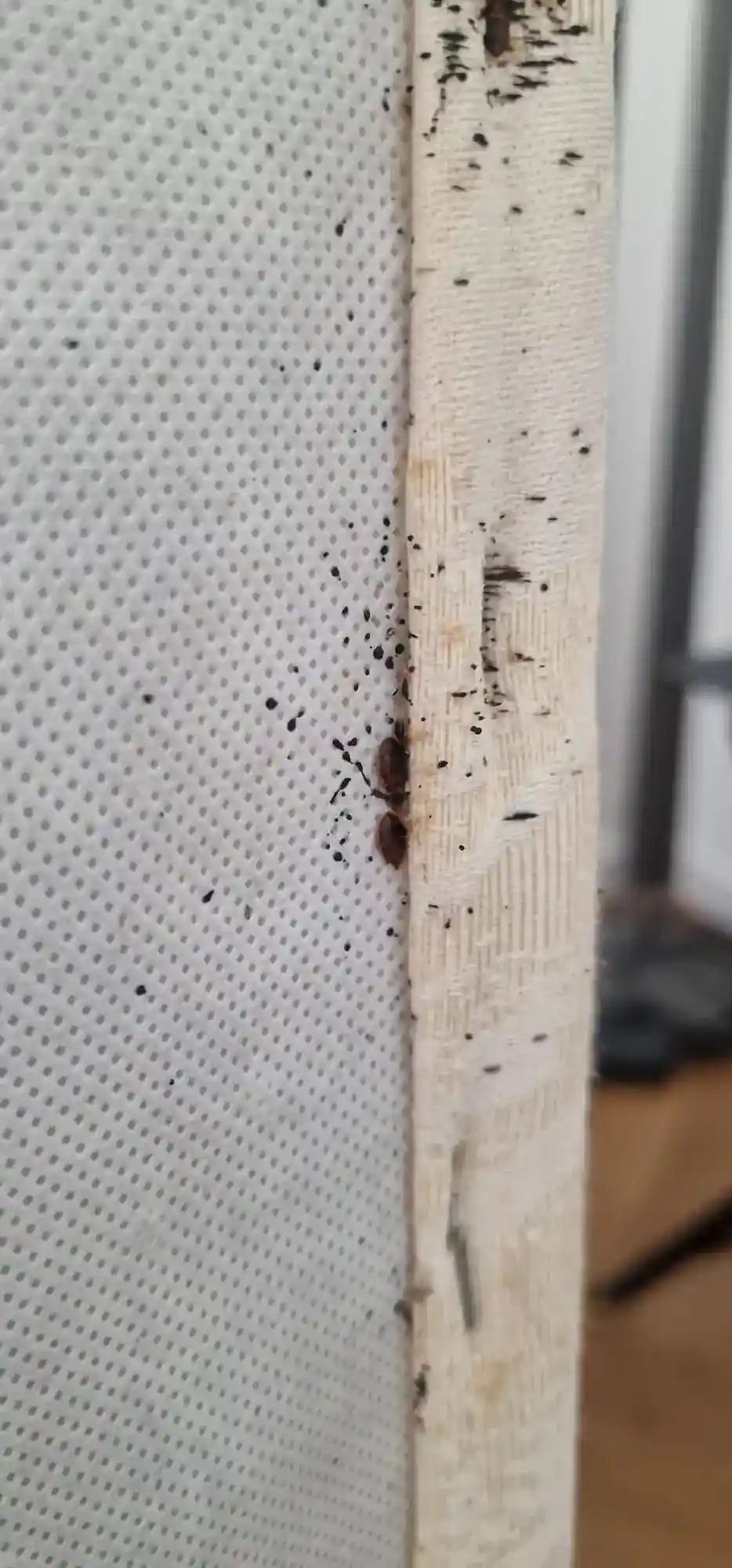 Punaises de lit sur matelas