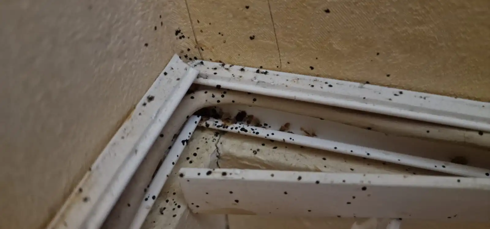 Dégâts causés par les déjections de punaises de lit et leur cachette dans une goulotte électrique