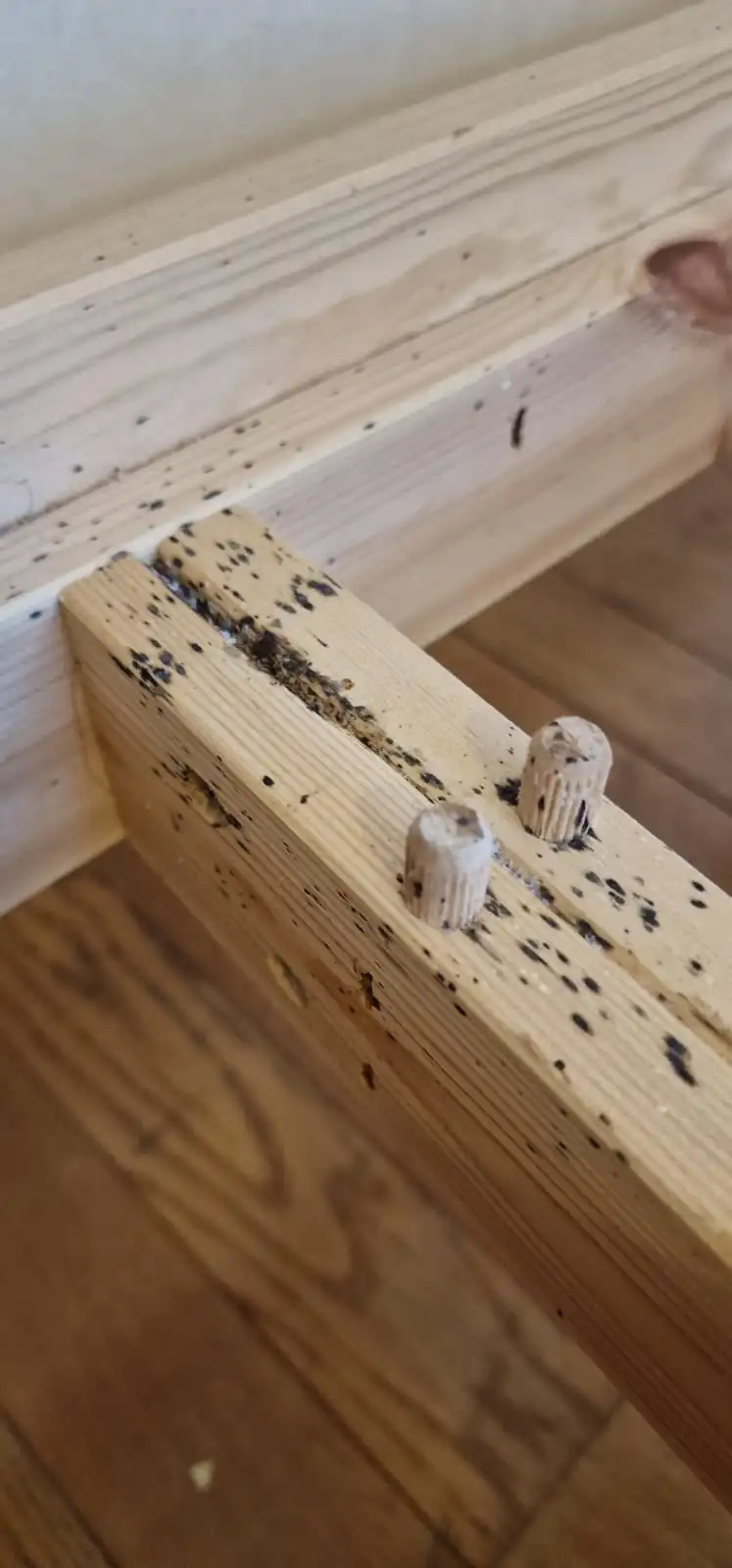 Traces de punaises de lit : excréments et signes d'infestation