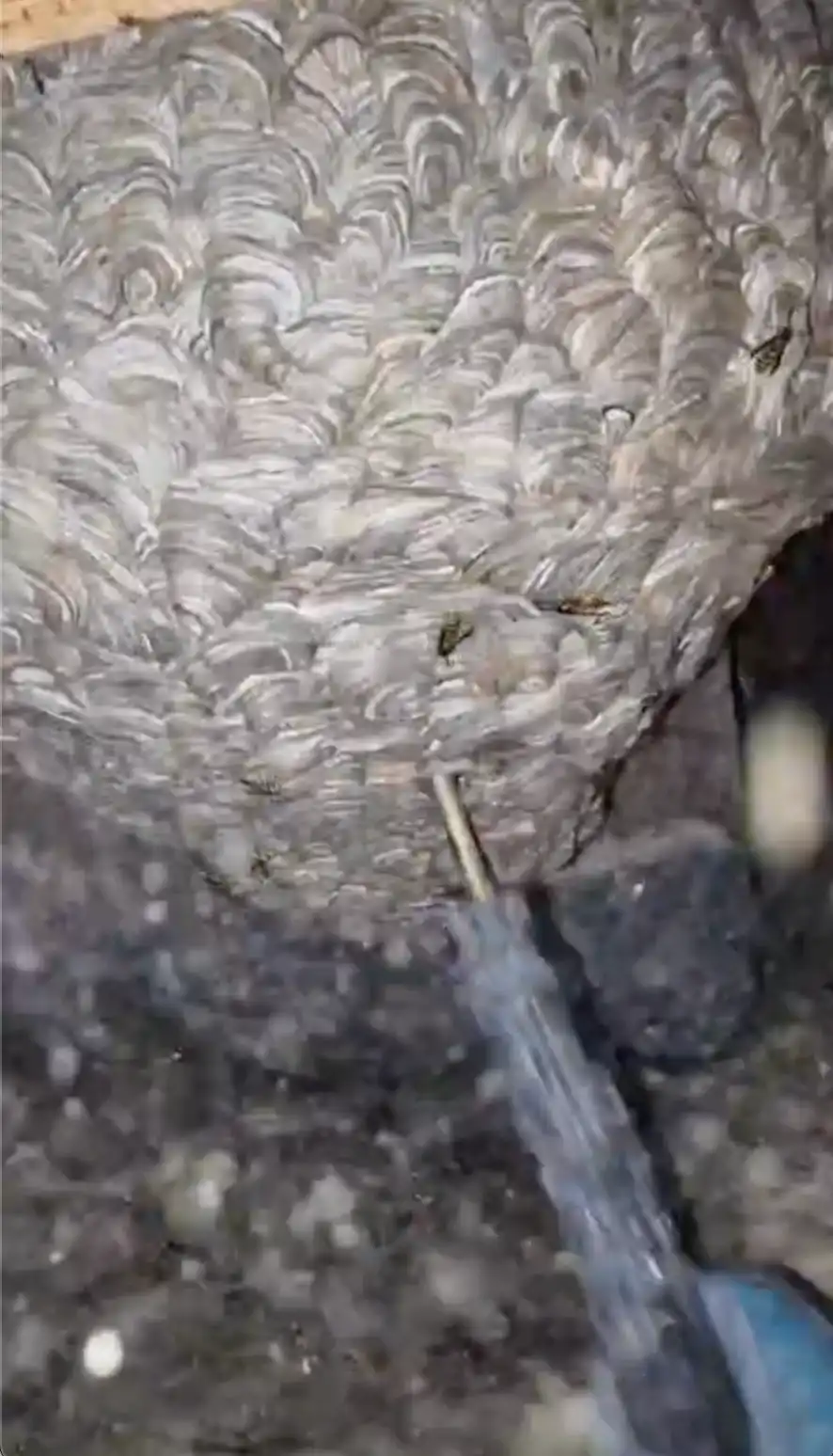 Traitement d'un gros nid de guêpes sous toiture à Lyon par nos experts