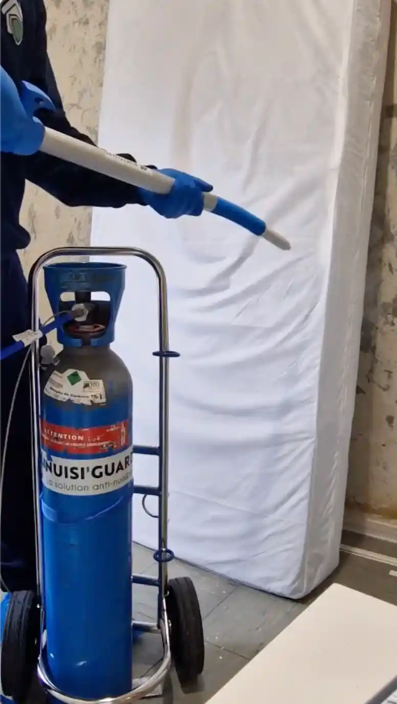 Traitement punaises de lit par le froid – intervention cryogénie