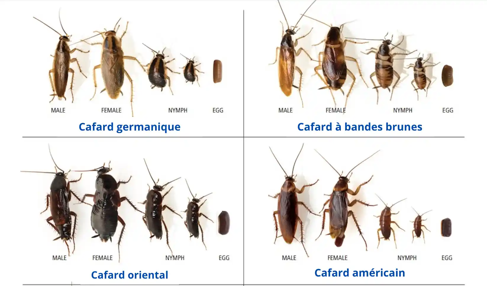reconnaître les types de cafards