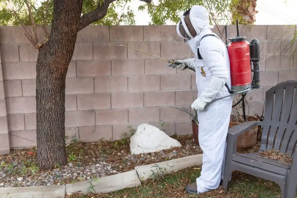 Destruction de nid de guêpes à Lyon