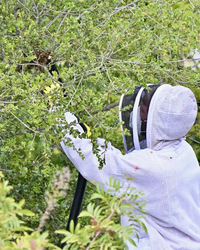 Intervention pour la destruction de nids de guêpes à Lyon