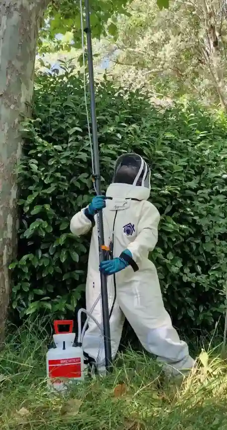 Intervention destruction nid de frelons asiatiques à Lyon par Nuisi'Guard