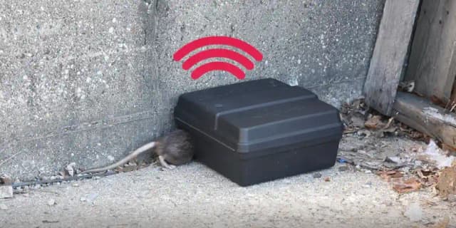 Pièges à rats professionnels à Ambérieu-en-Bugey par Nuisi'Guard