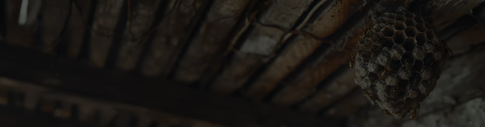 Intervention de destruction professionnelle des nids de frelons