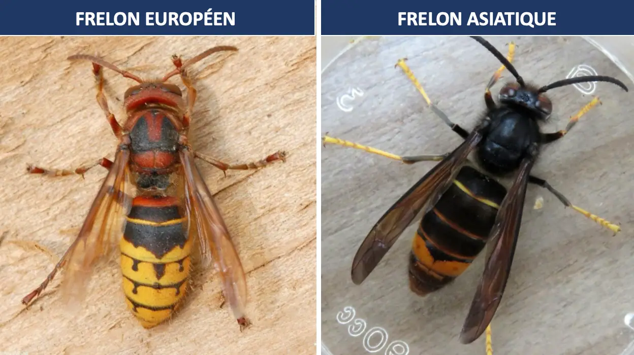Photo pour différencier frelon européen et frelon asiatique