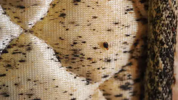 Taches et déjections de punaises de lit sur un matelas sans housse : signes d'infestation