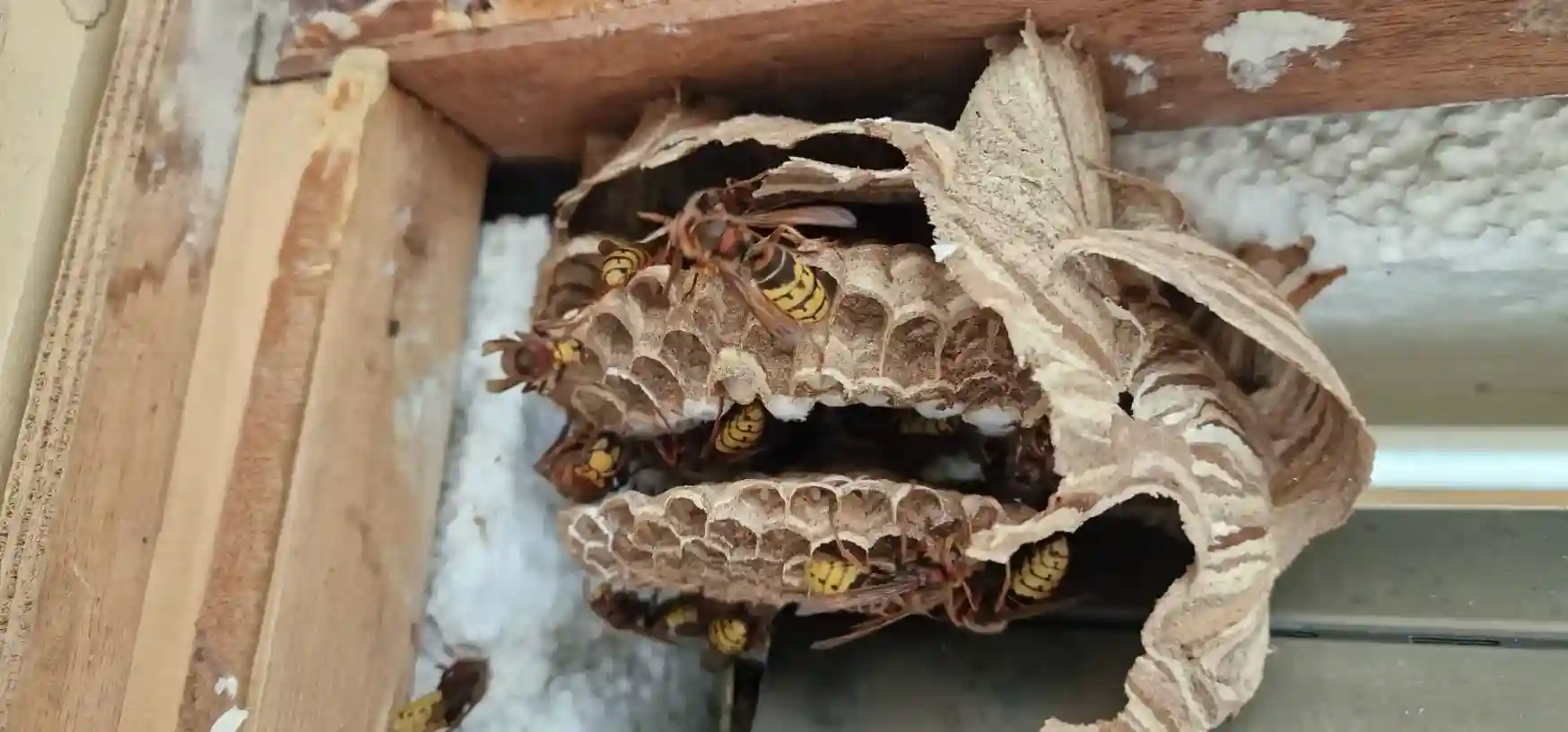 nid de frelons en maison