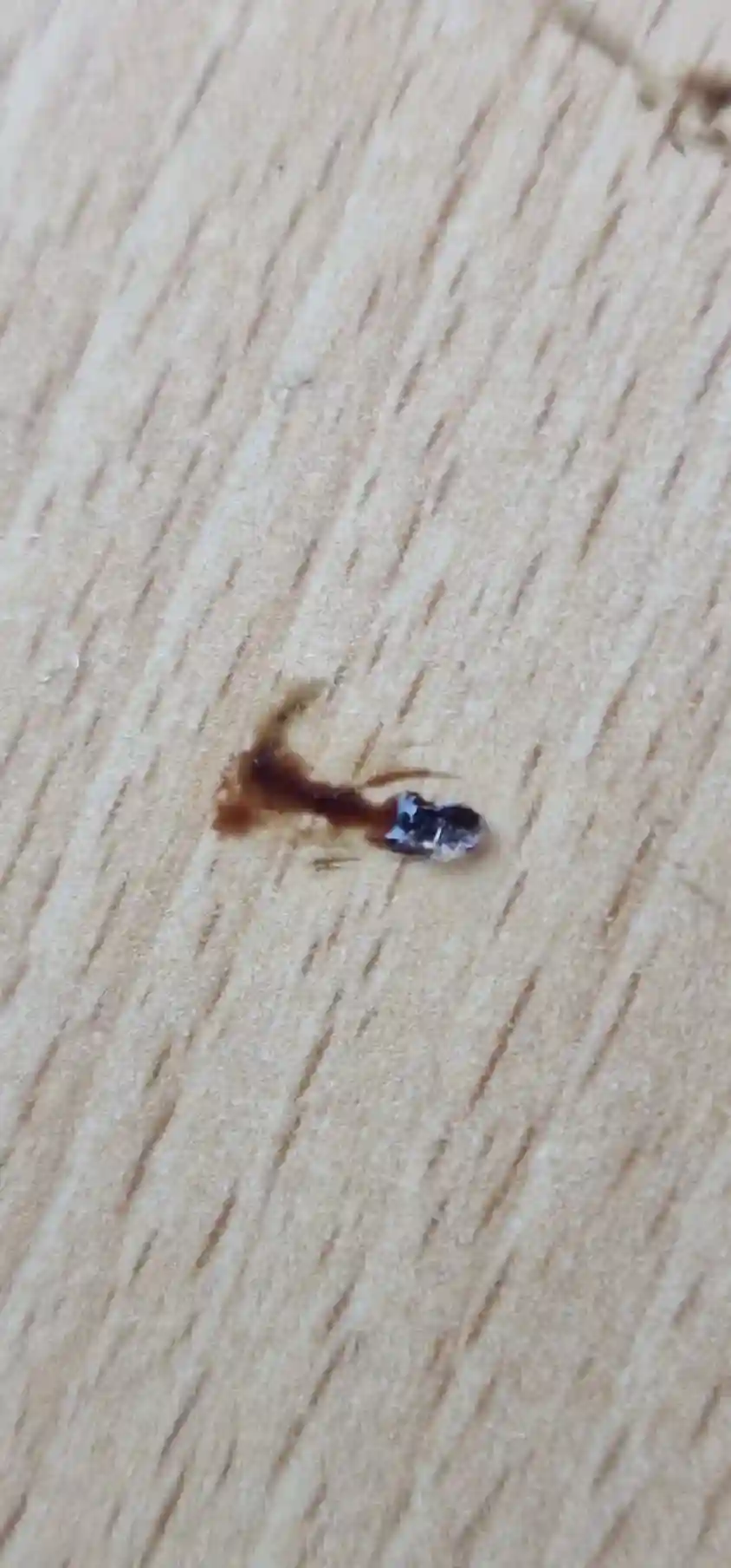 Trace de punaise de lit écrasée sur un drap montrant une tache de sang caractéristique