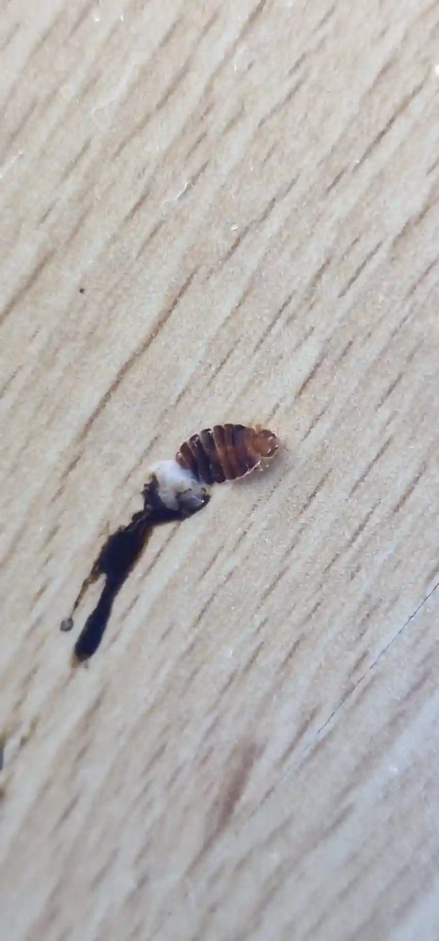 Autre exemple de trace de punaise de lit écrasée sur un drap avec tache de sang visible