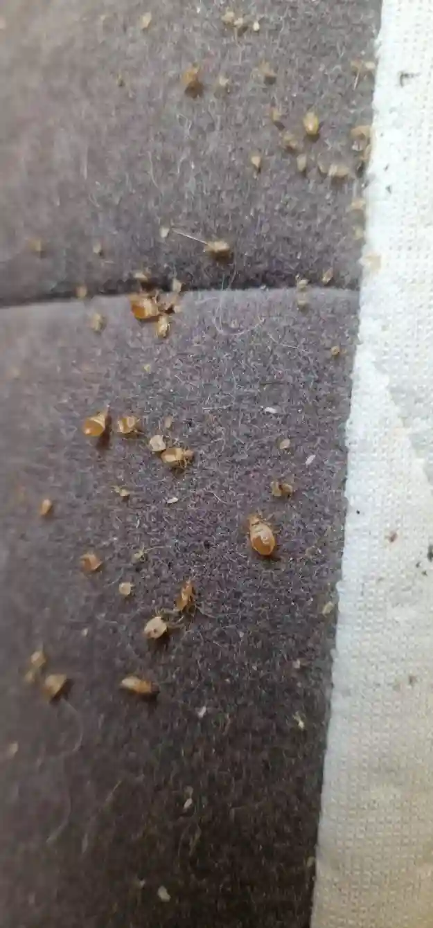 Exuvies de punaises de lit (peaux mortes) sur un drap montrant leur forme caractéristique et leur couleur jaune pâle à ambrée