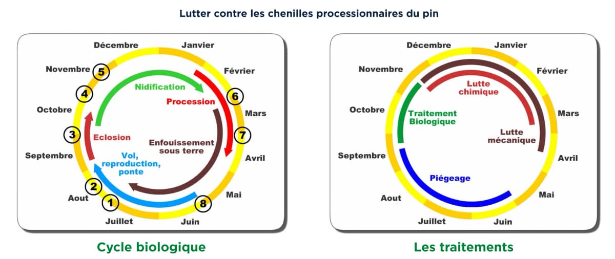 Schéma explicatif des chenilles processionnaires