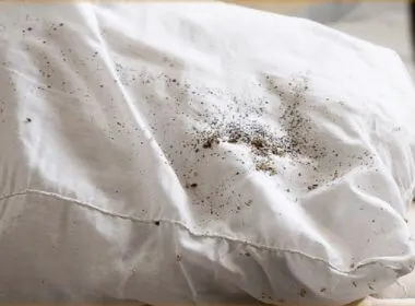 Traces de punaises de lit sous forme de petites taches sombres visibles sur un coussin