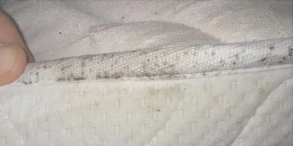 Déjections de punaises de lit visibles sur les coutures d'un matelas infesté