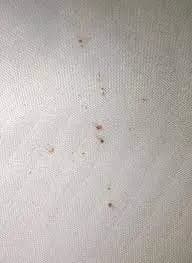 Petites traces de sang alignées sur un matelas, signe précoce de punaises de lit