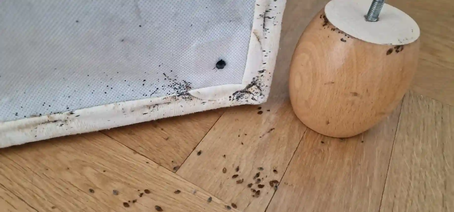 traces de punaises de lit sur sommier et parquet