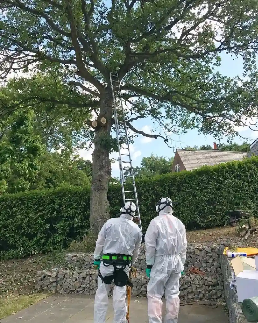 Technicien Nuisi'Guard retirant un nid de chenilles à Saint-Priest