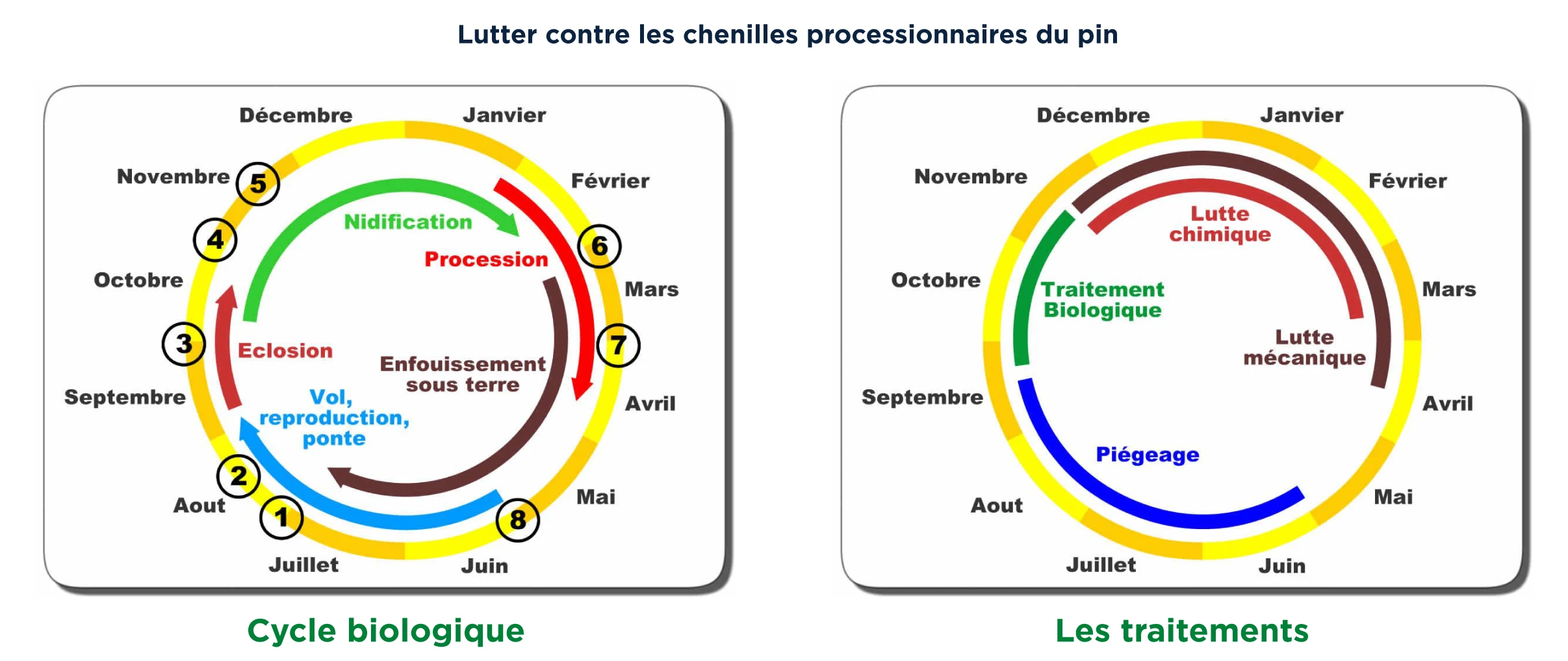 Guide visuel du cycle de vie des chenilles processionnaires